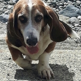 Entry image for Hank