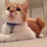 Entry image for Oliver