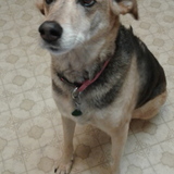 Entry image for Trixie