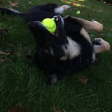 Entry image for Maija