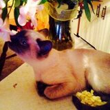 Entry image for Minou