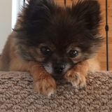 Entry image for Daisy