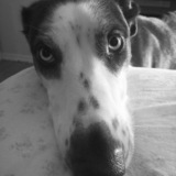 Entry image for Rocky