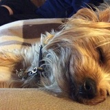 Entry image for Anderson Pooper