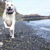 Entry image for Bogey