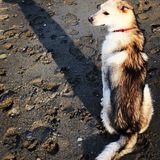 Entry image for Higgins