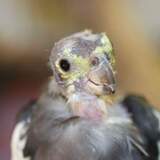 Entry image for Toree