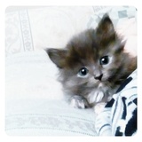 Entry image for Charlie