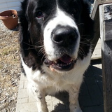 Entry image for Ozzie