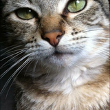 Entry image for Peanut