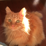 Entry image for Dexter