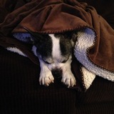 Entry image for Spike