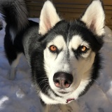 Entry image for Koda