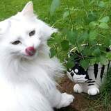 Entry image for Shelby