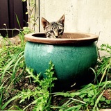 Entry image for Bugaboo