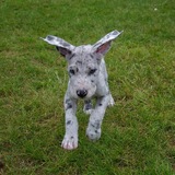 Entry image for Dany