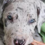 Entry image for Dany