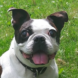 Entry image for Sparrow