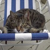 Entry image for Joey