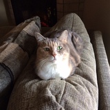 Entry image for Ginny