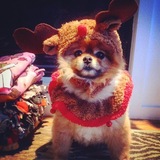 Entry image for Wookie 