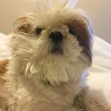 Entry image for Rosie