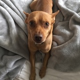 Entry image for Sven