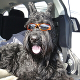 Entry image for Harley