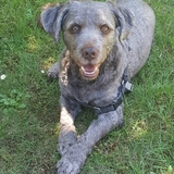 Entry image for Samson