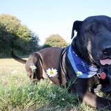 Entry image for Duke