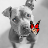 Entry image for Magnus