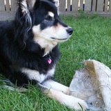 Entry image for Kiwi