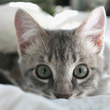 Entry image for Lainey