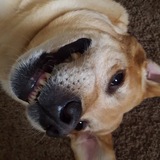 Entry image for TAYLOR 