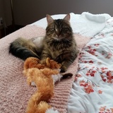 Entry image for Pistachio