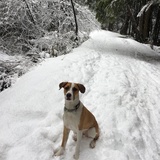 Entry image for Simon