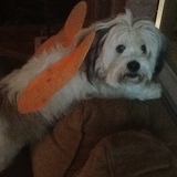 Entry image for Violet