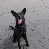 Entry image for Dexter