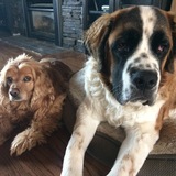 Entry image for Moose and Lady