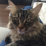 Entry image for Masioka 