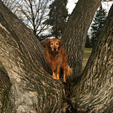 Entry image for Lacy