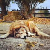 Entry image for Shasta