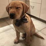 Entry image for Teddy