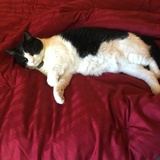 Entry image for Nikki