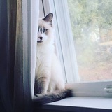 Entry image for Ruger 