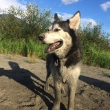 Entry image for Tipper