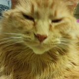 Entry image for Clifford