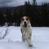 Entry image for DayZ