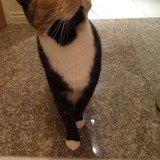 Entry image for Kame