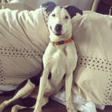 Entry image for Daisy